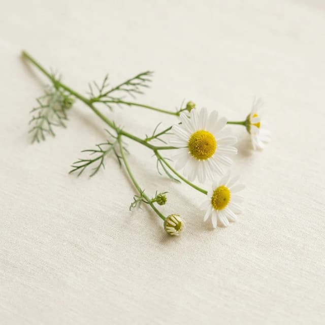 Fresh chamomile on linen